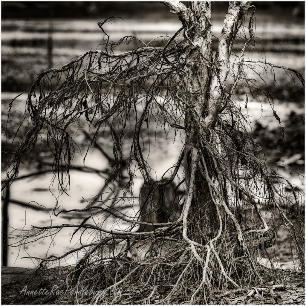 BlackWhite-Image Preview-Roots of Life